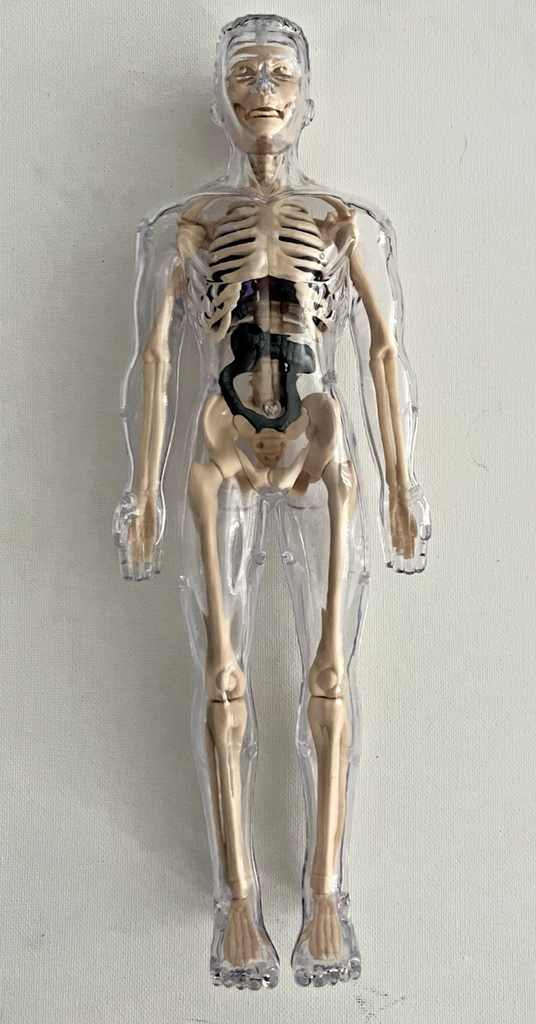Visible Human Anatomy Model 12” Transparent Body Skeleton Organs Educational Toy