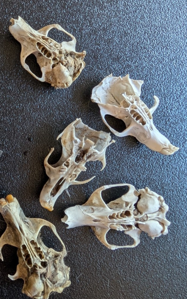 10 Owl Pellet Skulls with/without Braincases. Bone Brush/ Chart/Storage.