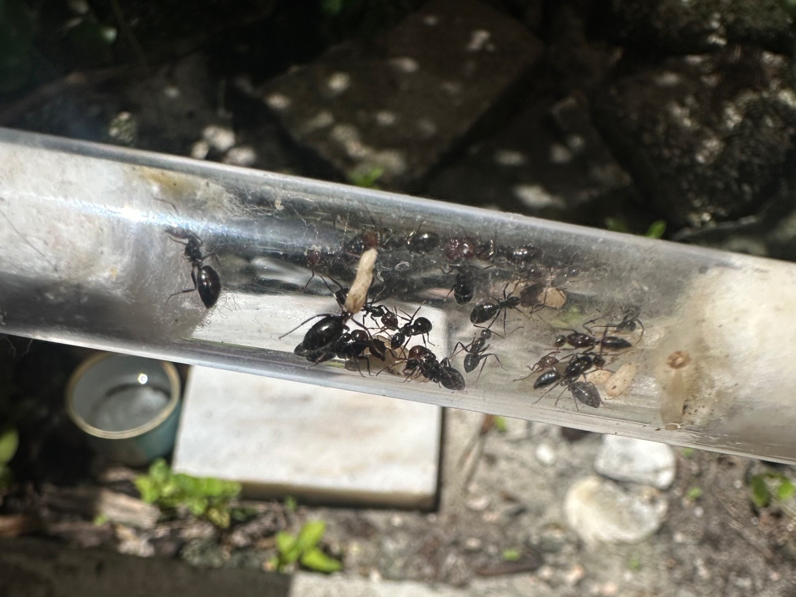 Camponotus sexguttatus Queen Ant 10+ works, Eggs And Larva
