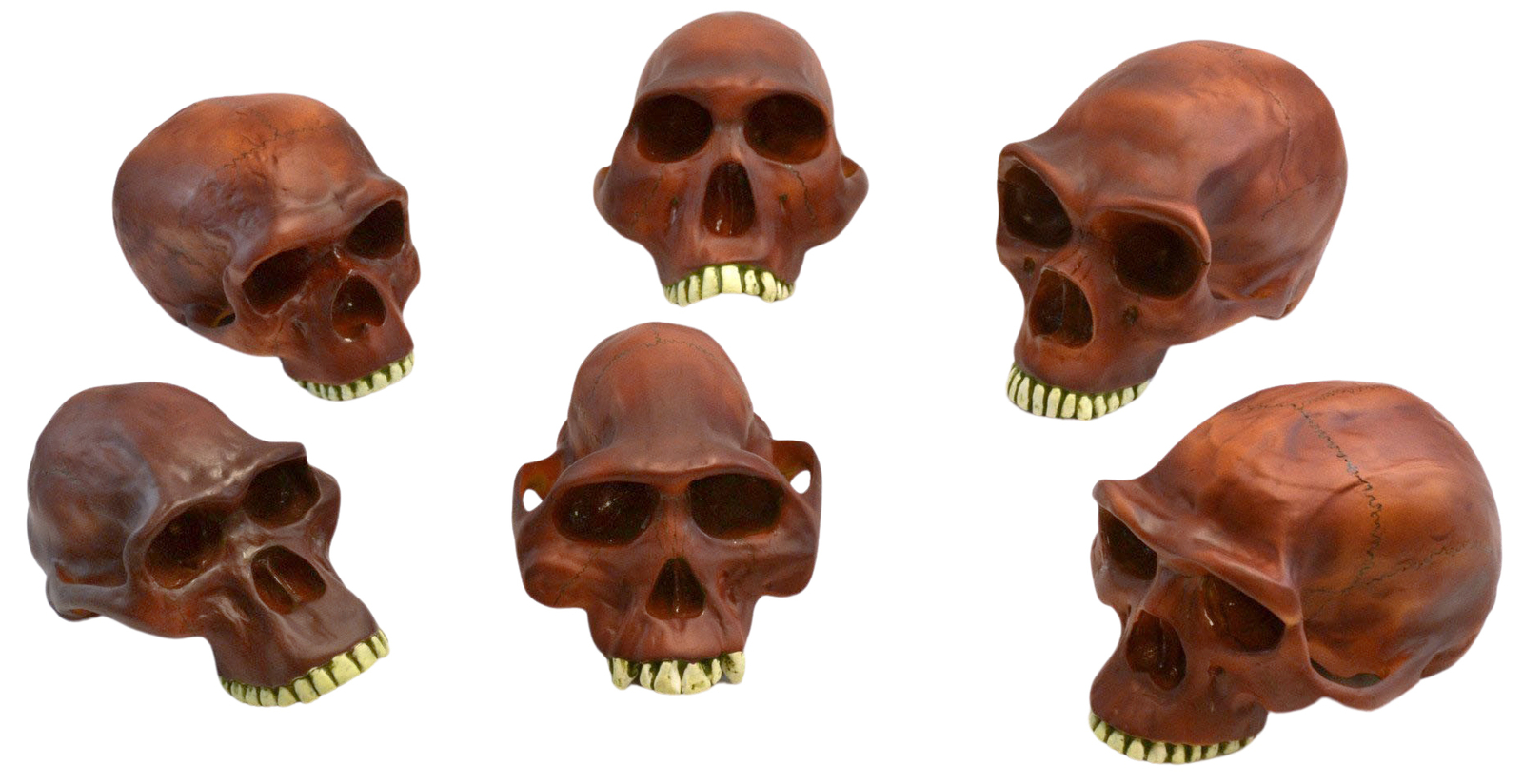 Eisco Labs 10″ Prehistoric Skulls- Set of 6 , Neanderthal Cranium etc.