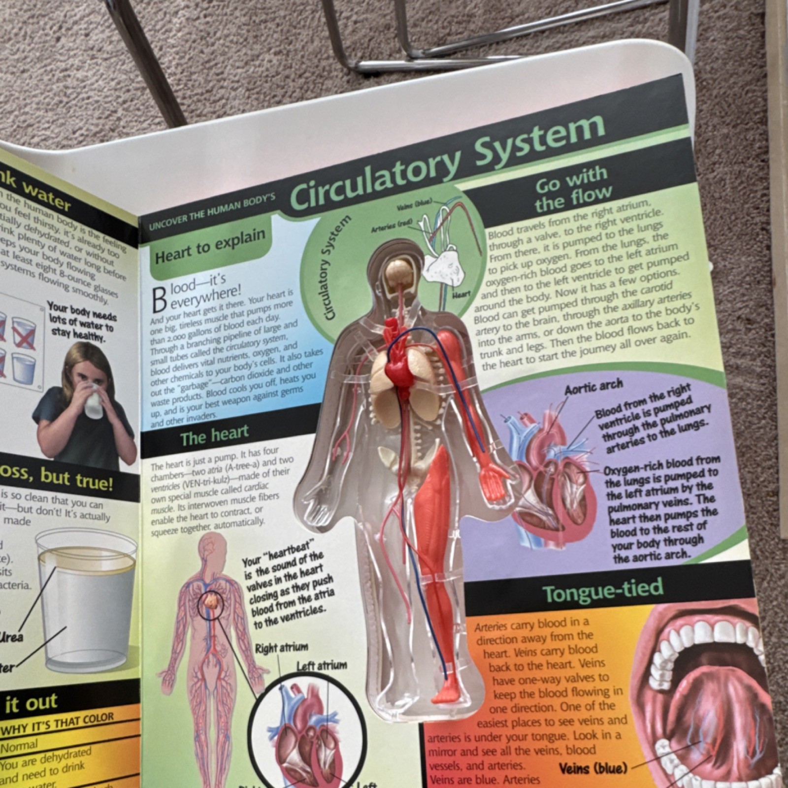 Silver Dolphin Uncover the Human Body 3D Educational Book Ages 8 and Up