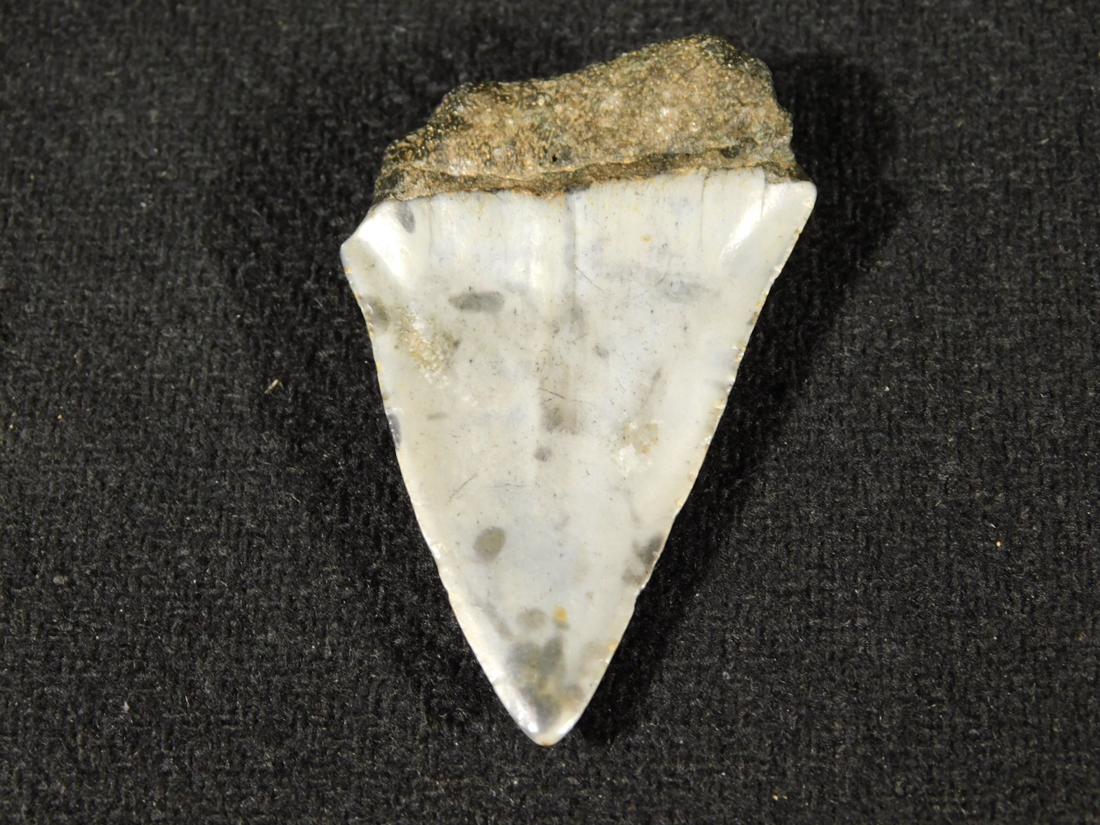 Ancestral Great WHITE SHARK Tooth Fossil 100% Natural 10.0gr