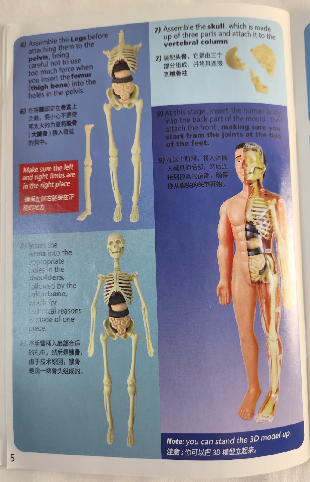Clear Human Body Skeleton Model Kit 3D Human Anatomy Structure Model Kit