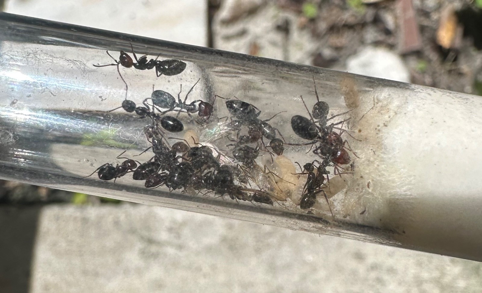 Camponotus sexguttatus Queen Ant 10+ works, Eggs And Larva