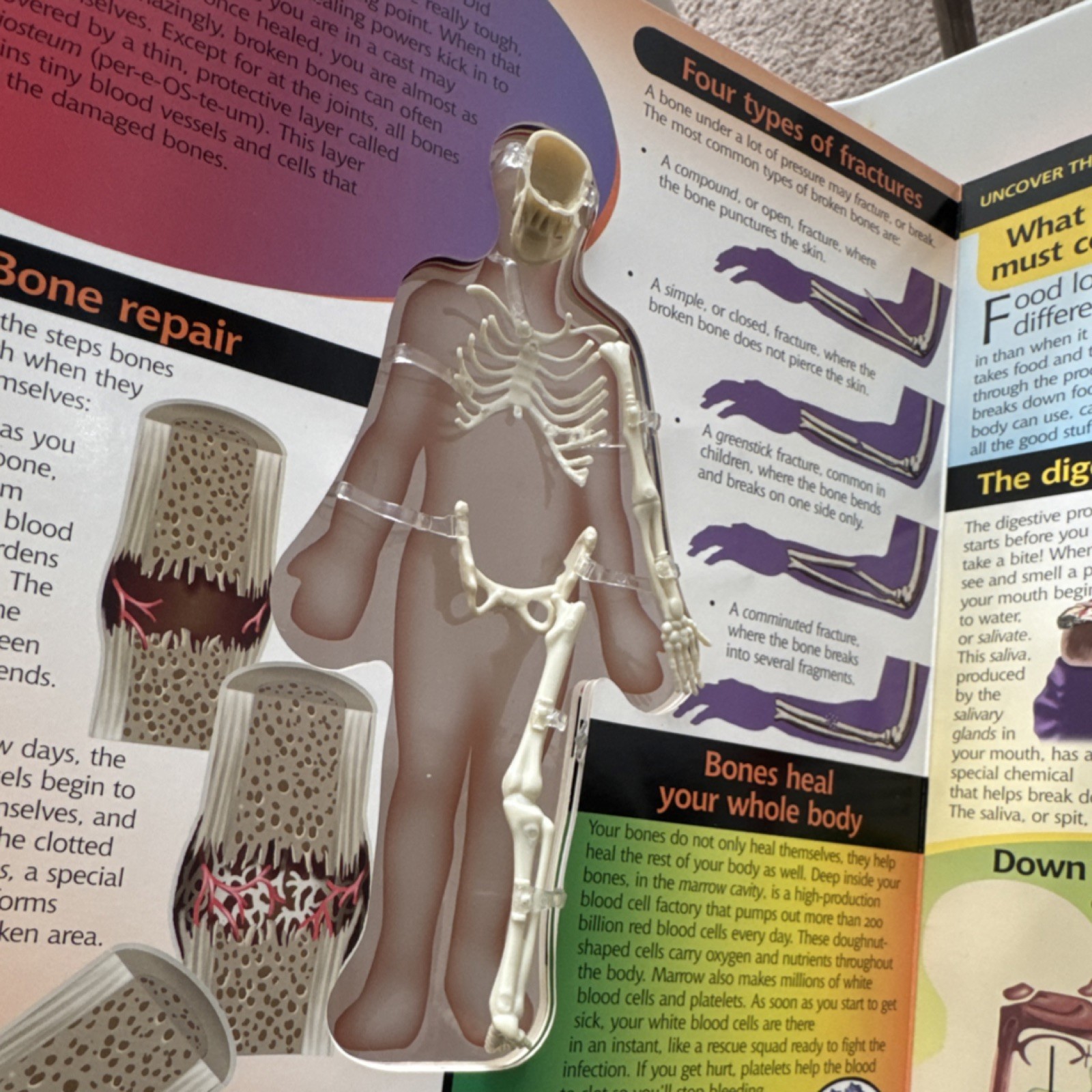 Silver Dolphin Uncover the Human Body 3D Educational Book Ages 8 and Up