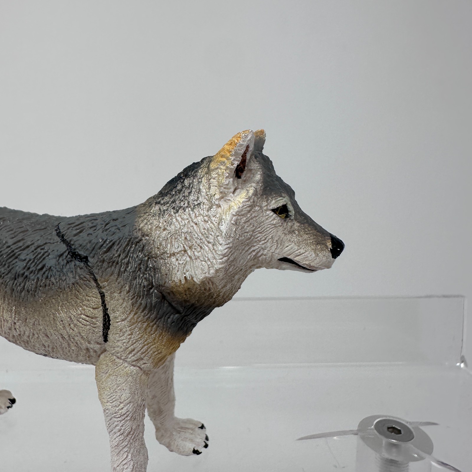 Safari Ltd Gray Wolf Figure Wild Dog Wildlife Zoo Jungle Animal Figurine 4″ 2020