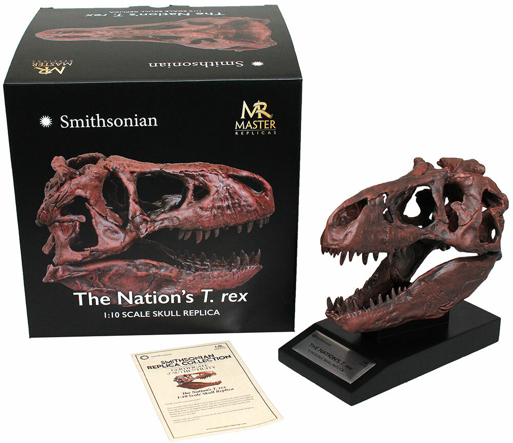 Tyrannosaurus Skull 1/10th Scale Smithsonian Licensed – The Nation’s T.rex