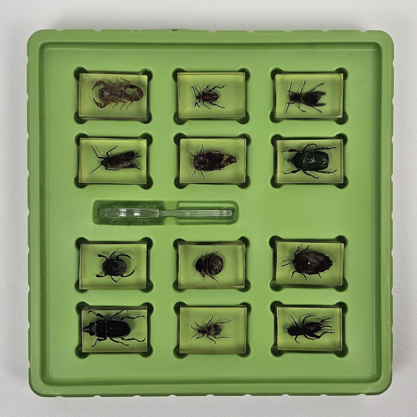 Edu Science REAL BUGS in Resin Insect Display 12-Pack Original Box, Toys “R” Us