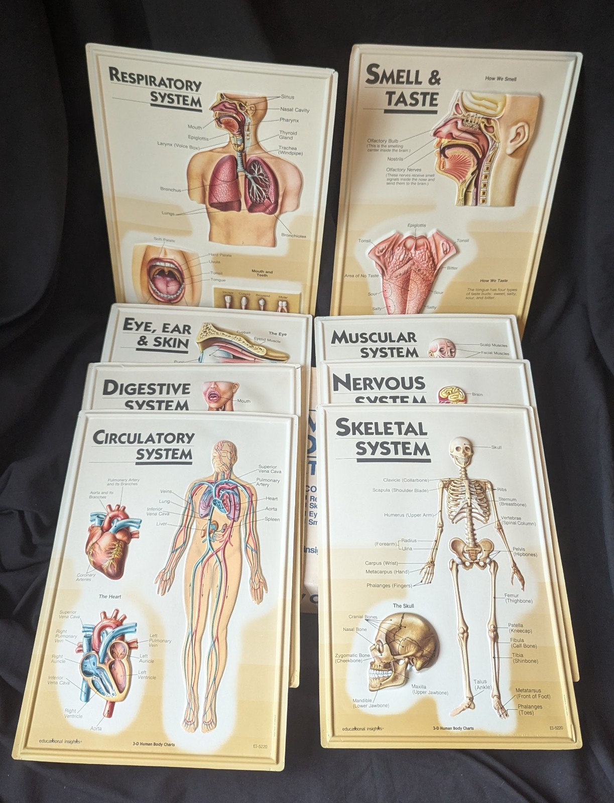 3D Human Body Charts SET 8 pieces EI-5220 Educational Insights 9×13”
