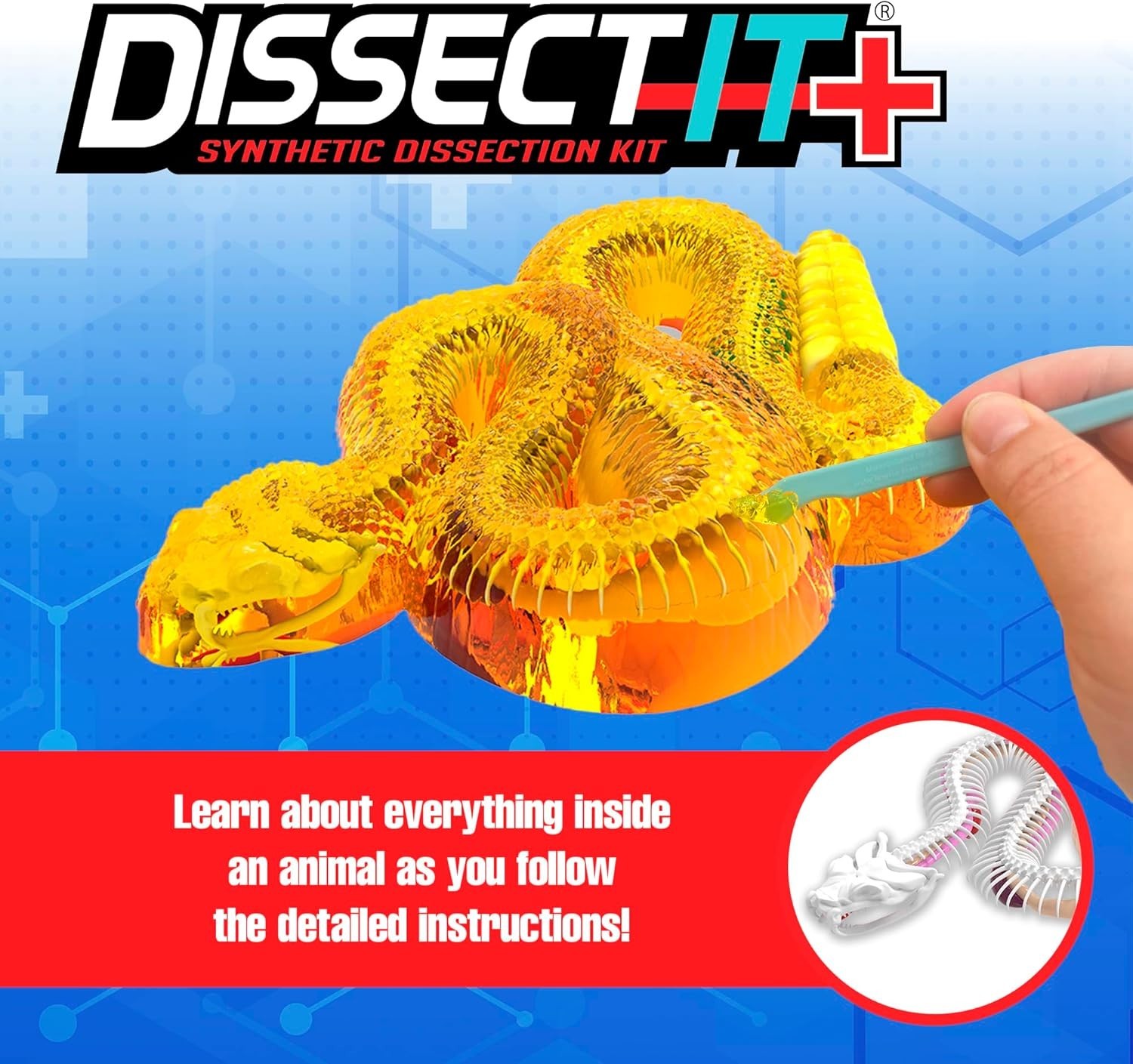 Rattlesnake Super Lab Kit for Kids, Synthetic Dissection Kids Science Kit to …