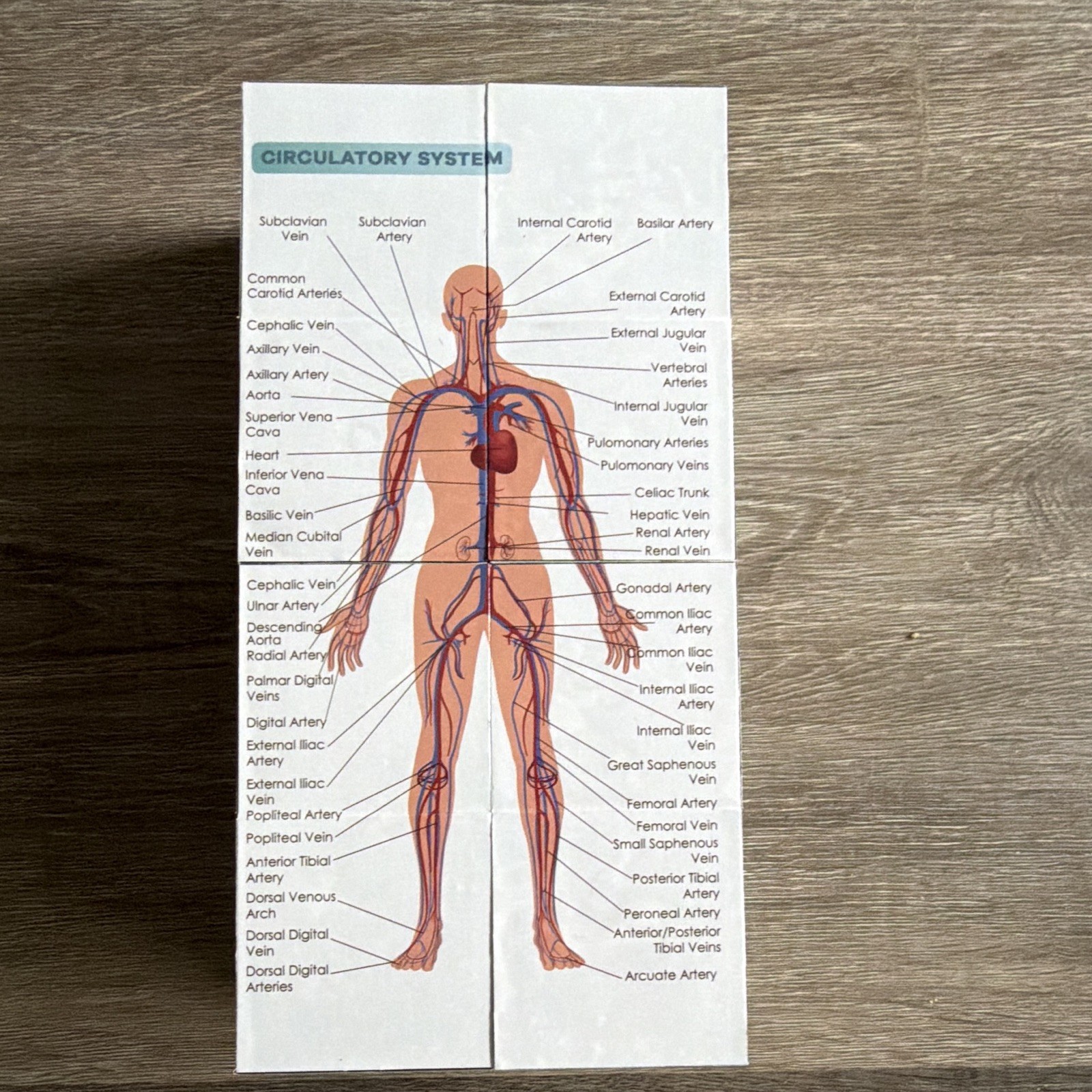 Anatomy Study Cube Educational Foldout Charts – Brain, Heart, Circulatory