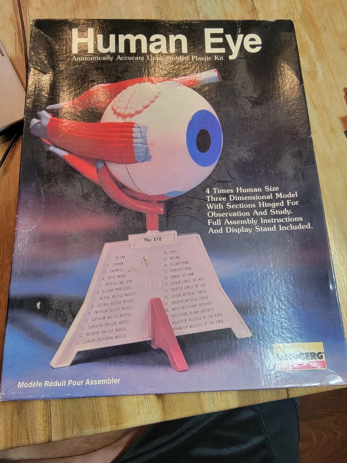 New 1987 Lindberg Human Science – Human Eye Unassembled Plastic Kit