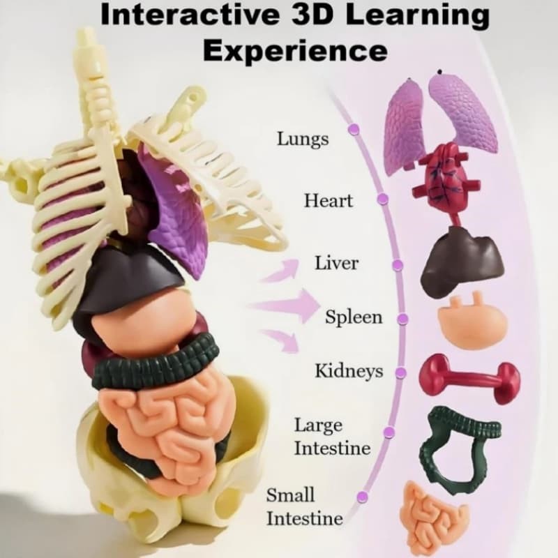 Removable Organs Bones Torso Skeleton Model Human Body Structure Model Kits 3D