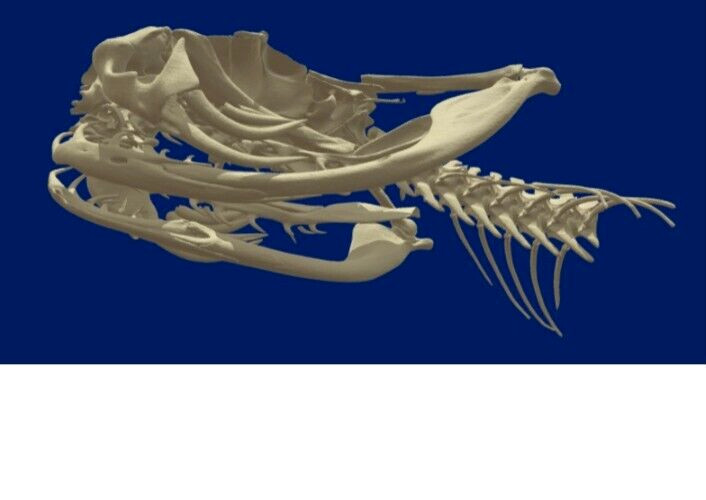 🔥Western Diamondback Rattlesnake Snake Skull Puzzle 38p FANGS SPECIMEN SK24