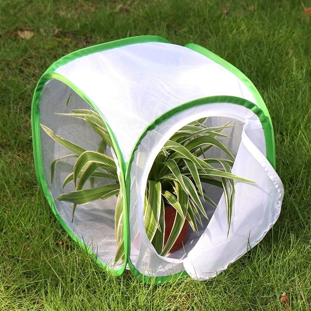 Insect and Cage Terrarium Pop-up 12 X 12 X 12 Inches