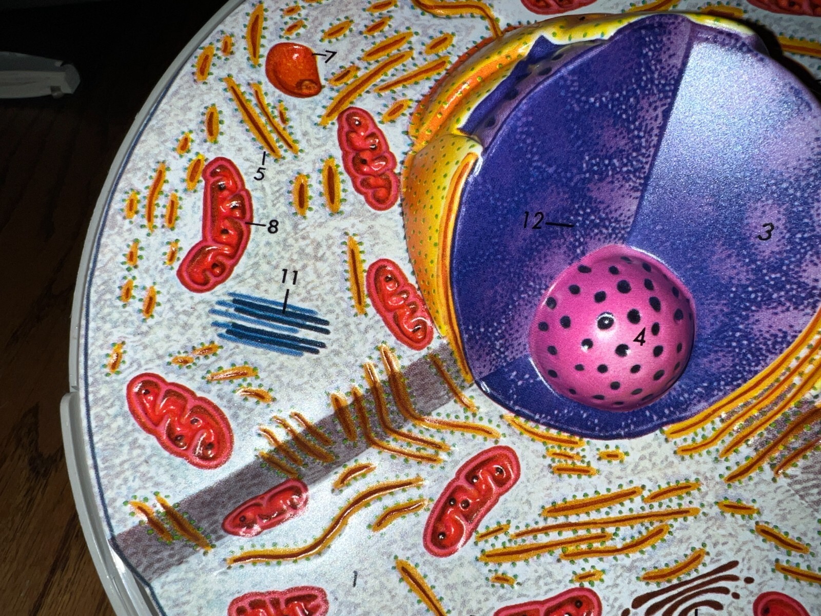 Hubbard Scientific 3-D Biological Cell Model Globe 1968