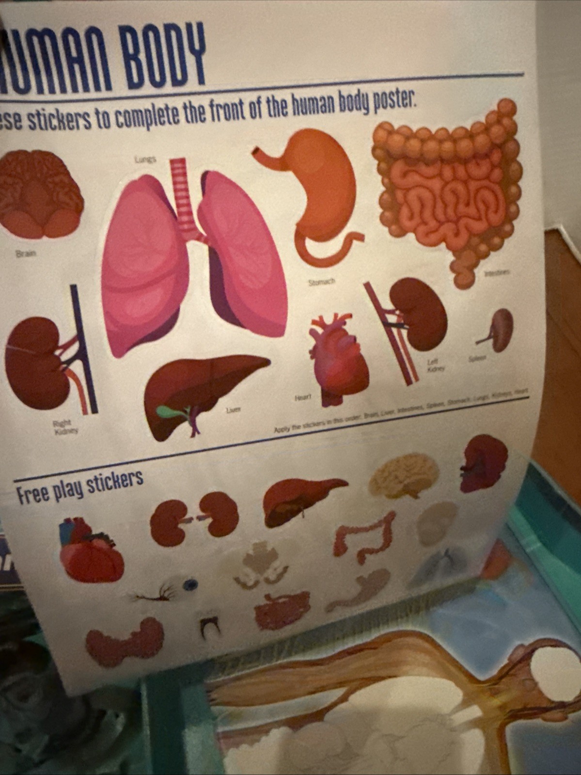 2021 Learning Adventures The Human Body 12” Skeleton, book, stickers, Poster