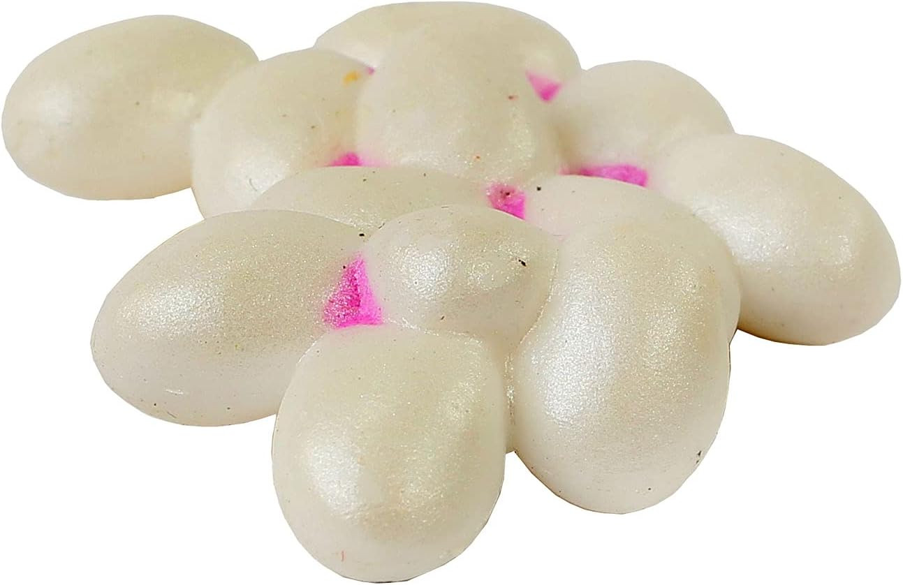 50 Live Western Harvester Ants – Grown in the USA – Includes Ant Life Cycle Stag