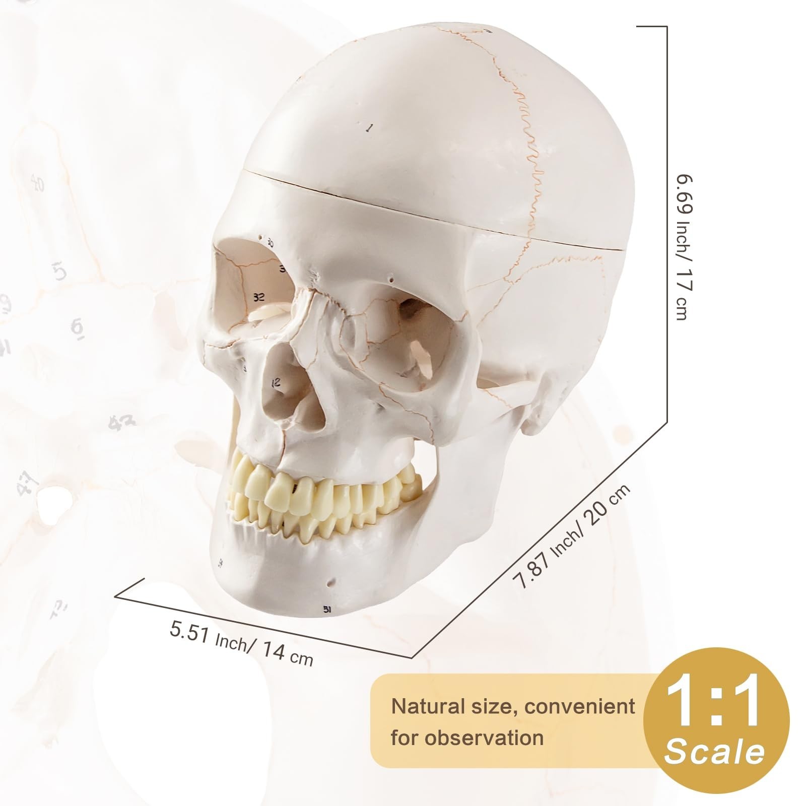 Life-Size 9″ Human Skull Model – 54 Medically Numbered Anatomical Parts,Medic…