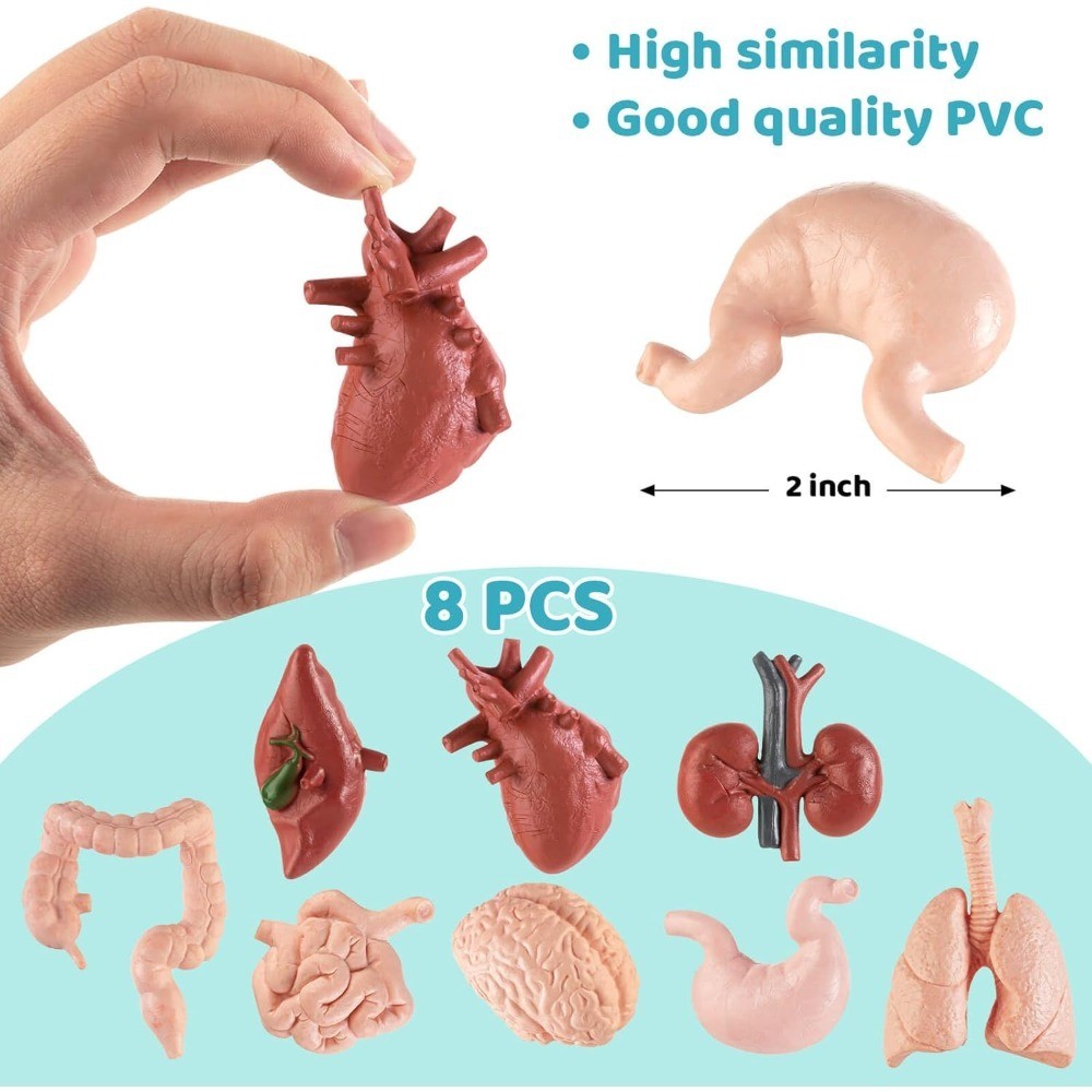 3D Human Body Anatomy Model for 8PCS Removable Parts Educational Learning