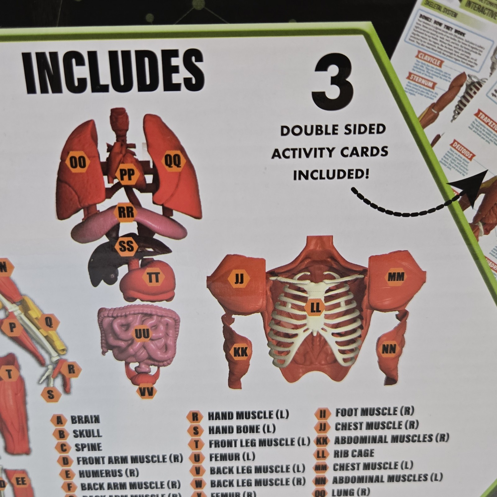 3D Human Body Puzzle Model STEM Toy by Be Amazing! Toys is an educational design
