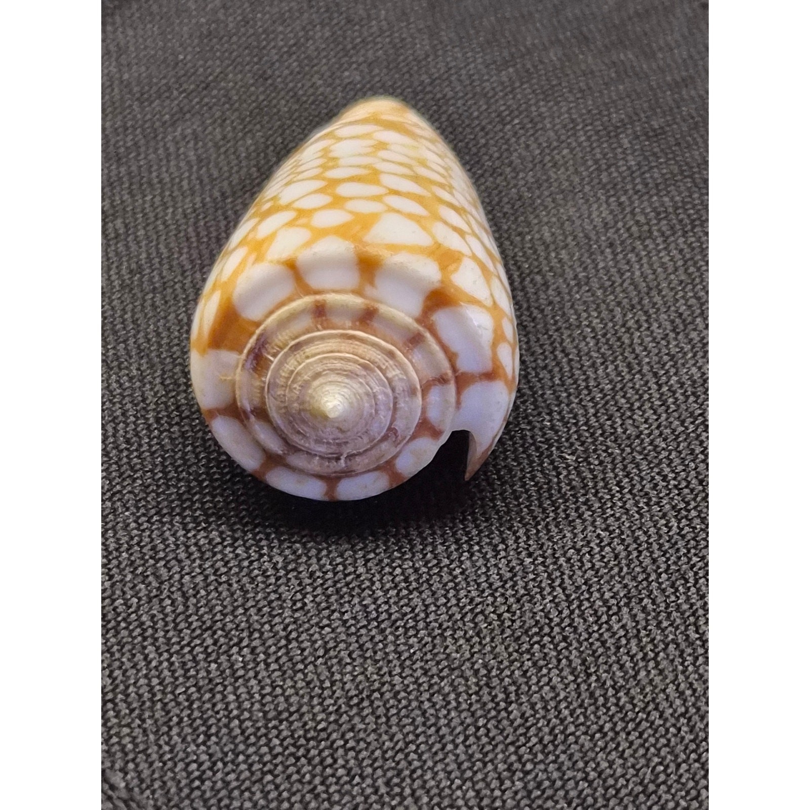 Conus cordigera Cone Shell 35mm Balabac Palawan Philippines w/ Data Tag