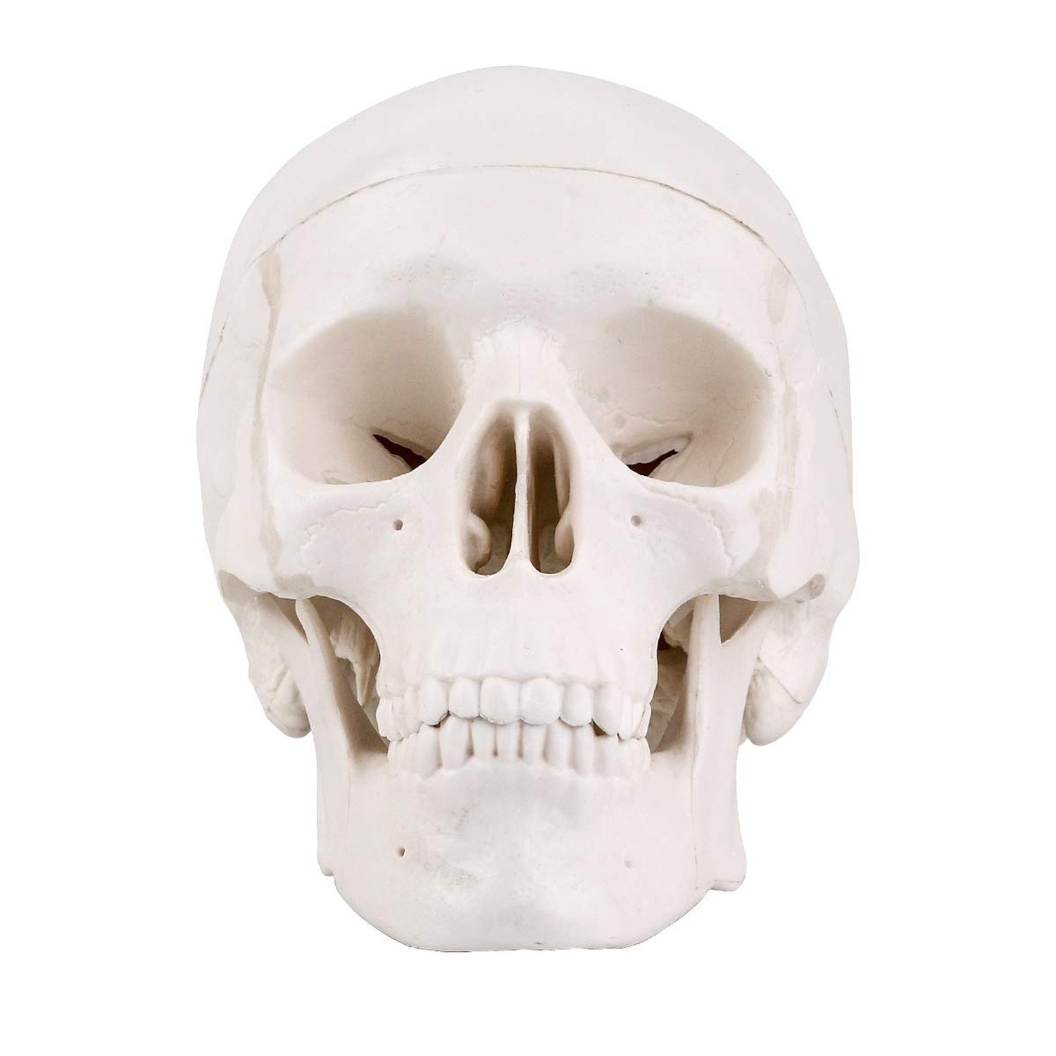 EUDDOO Mini Skull Model – 3 Parts Small Size Human Anatomical Anatomy Medical…