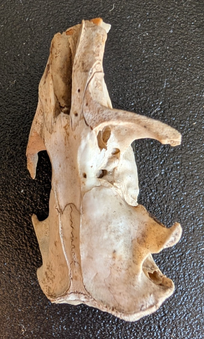 10 Owl Pellet Skulls with/without Braincases. Bone Brush/ Chart/Storage.