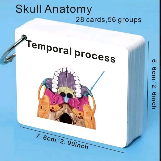Human SKULL Anatomy Pocket Sized Flash Cards Medical Nursing Exam Physiology