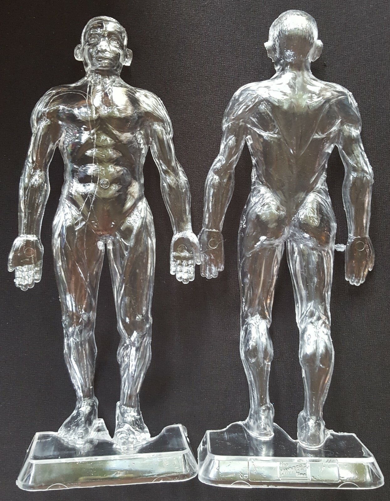 THE VISIBLE HUMAN BODY 1984 1/6 scale PLASTIC 3D MODEL KIT by LINDBERG