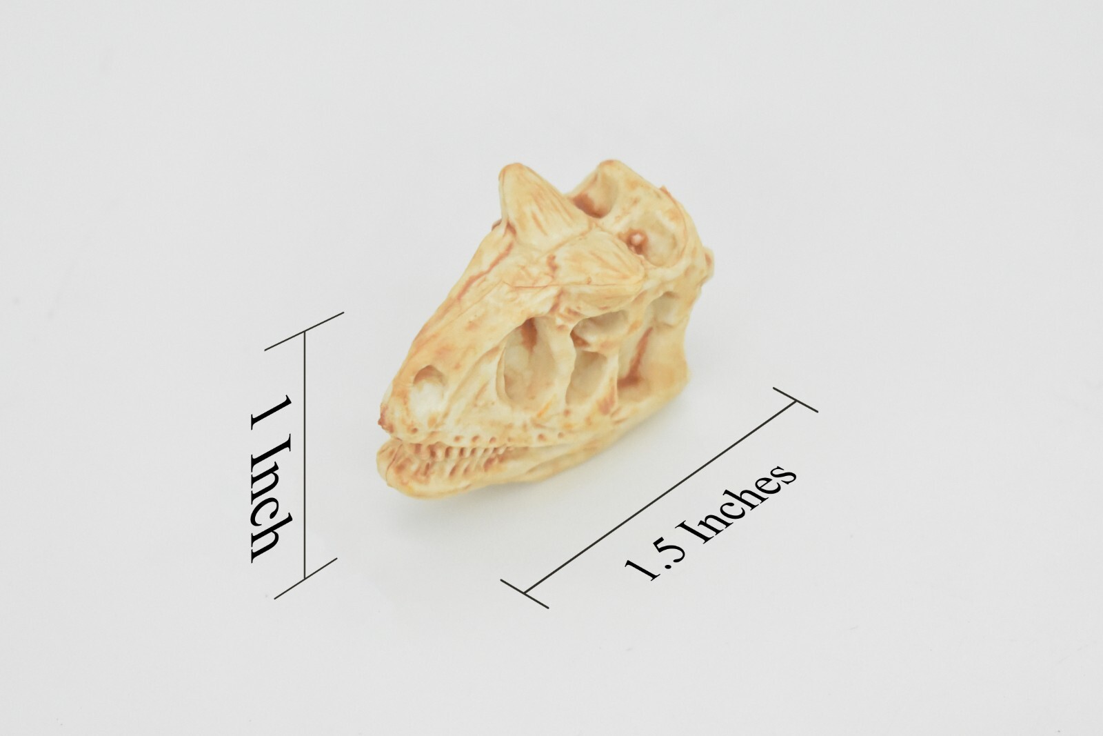 Carnotaurus, Education,Dinosaur Skull Fossil, Very Realistic Rubber Toy Model 2″