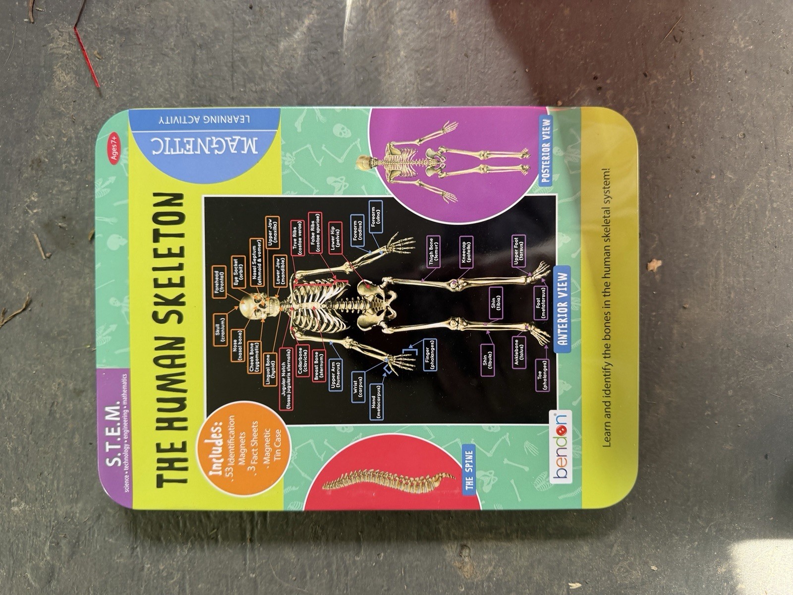 Bendon STEM Magnetic Learning Activity Human Skeleton Educational Tin Set