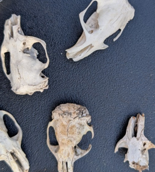 10 Owl Pellet Skulls with/without Braincases. Bone Brush/ Chart/Storage.