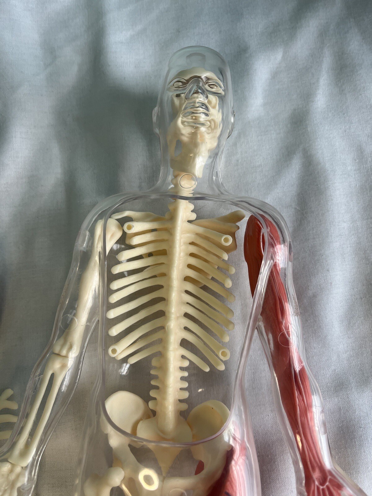 12” Human Body Hands On Science Kit No Stand Or Tweezers/Scissors Learning Toy
