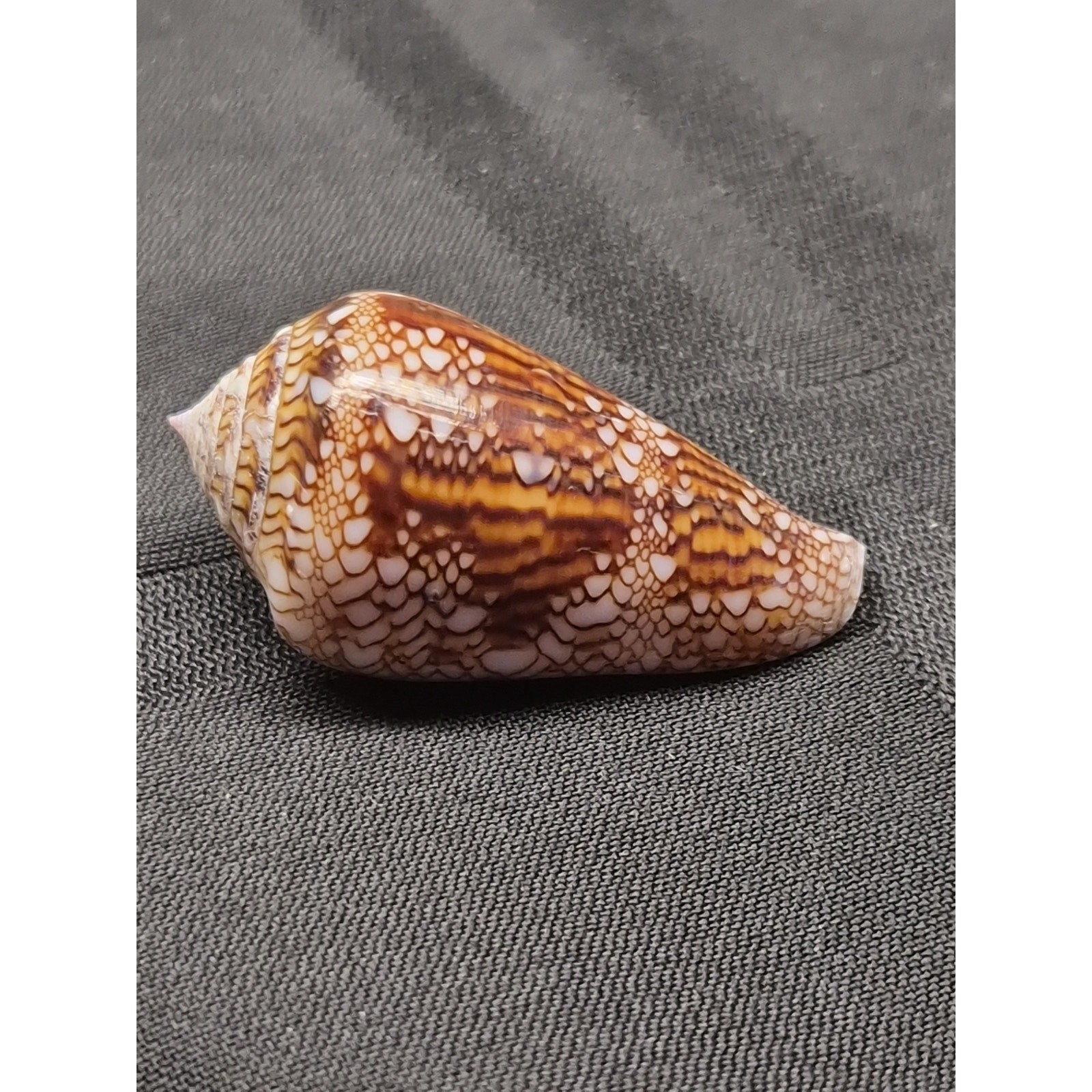 Conus dalli 53mm Baja Mexico Cone Shell 11/12/1996 Original Tag