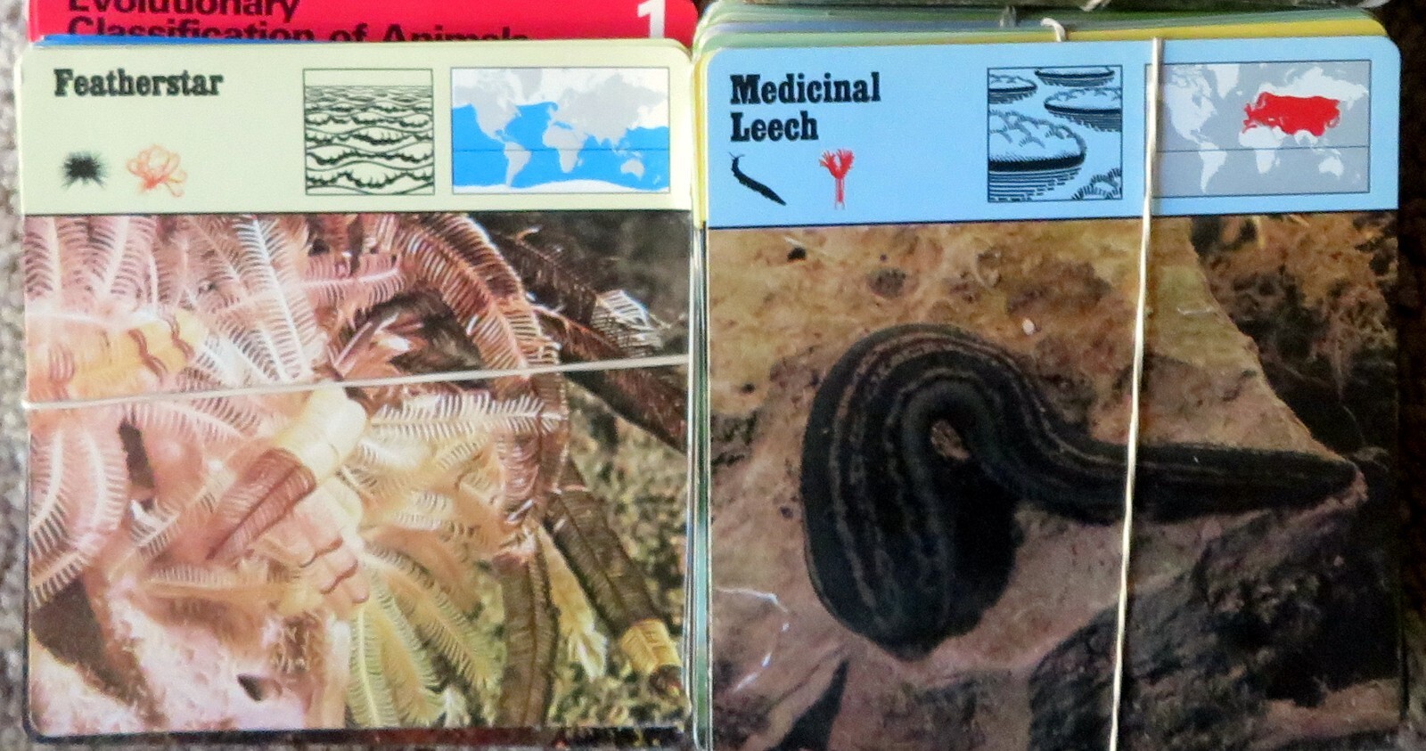 LIFE ON EARTH FLASH CARDS – Unknown number, unchecked