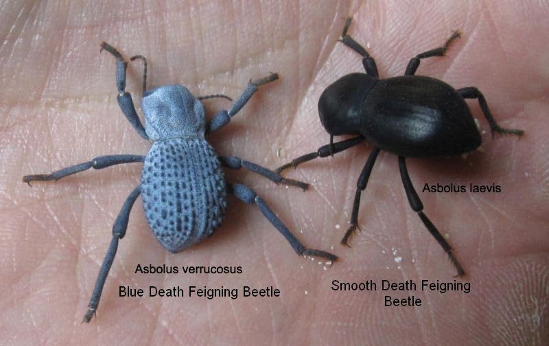 Blue Death Feigning Beatlee (Group of 5!) BDFB plus 2 Smooth DFB!