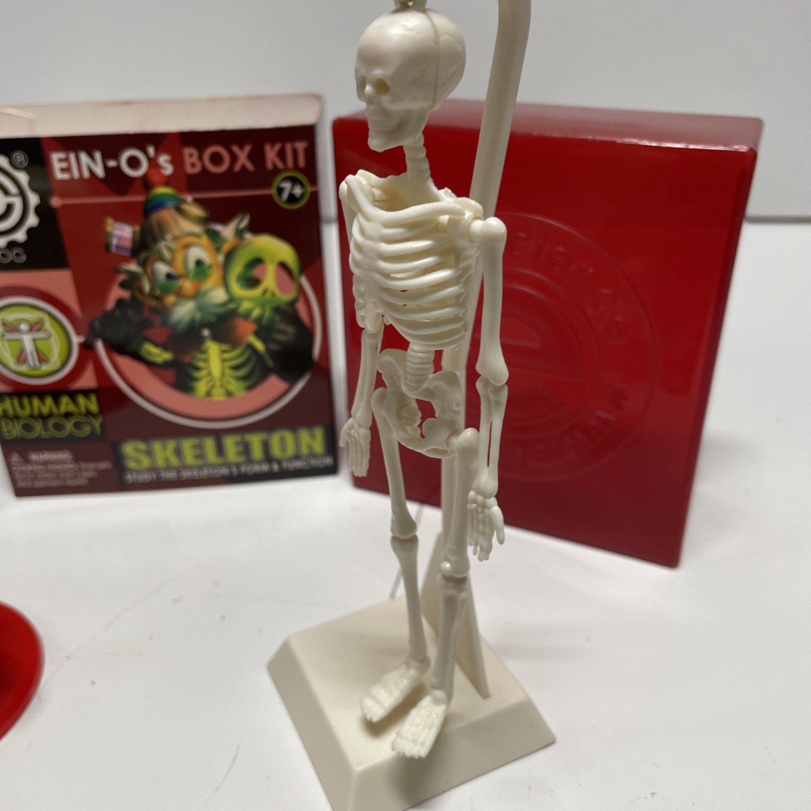 Ein-O’s – SKULL & SKELETON – Models of Human Skeleton – A STEM Science Toy