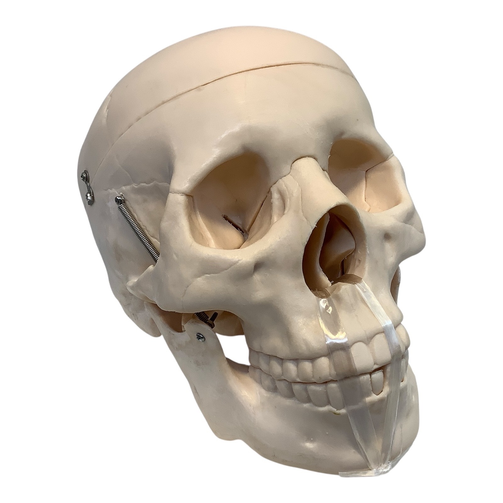 PVC Human Skull Life Size Adult Model Anatomy Teaching Instruction Top Removable