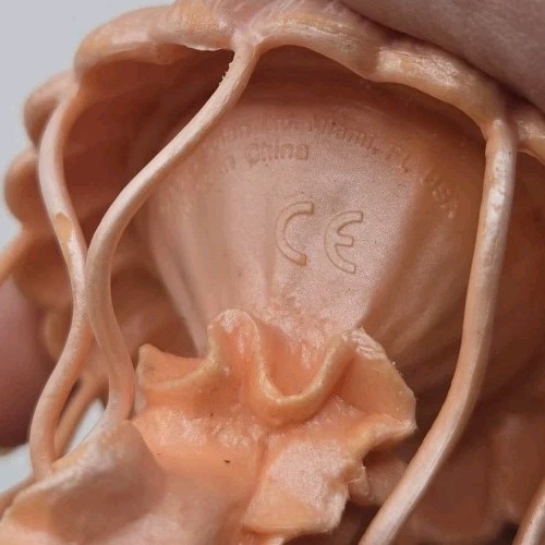 Jellyfish Incredible Creatures Figure Safari Ltd 2013