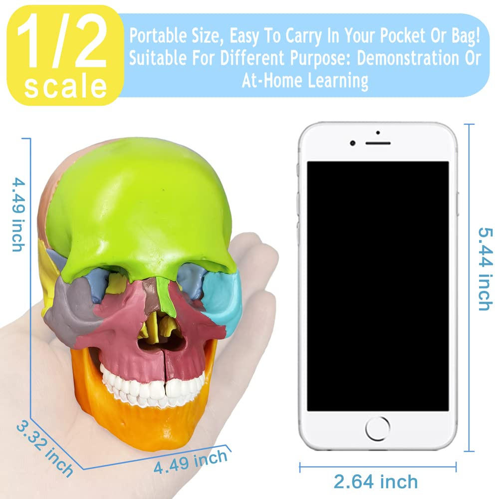 15-Parts Puzzle Anatomy Skull Model,Colorful Medical Brain Model,Human Anatomy E