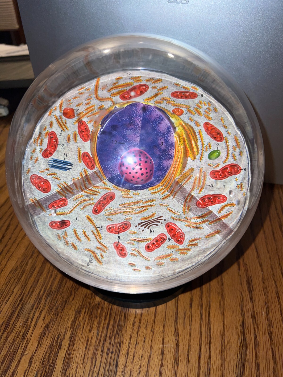 Hubbard Scientific 3-D Biological Cell Model Globe 1968