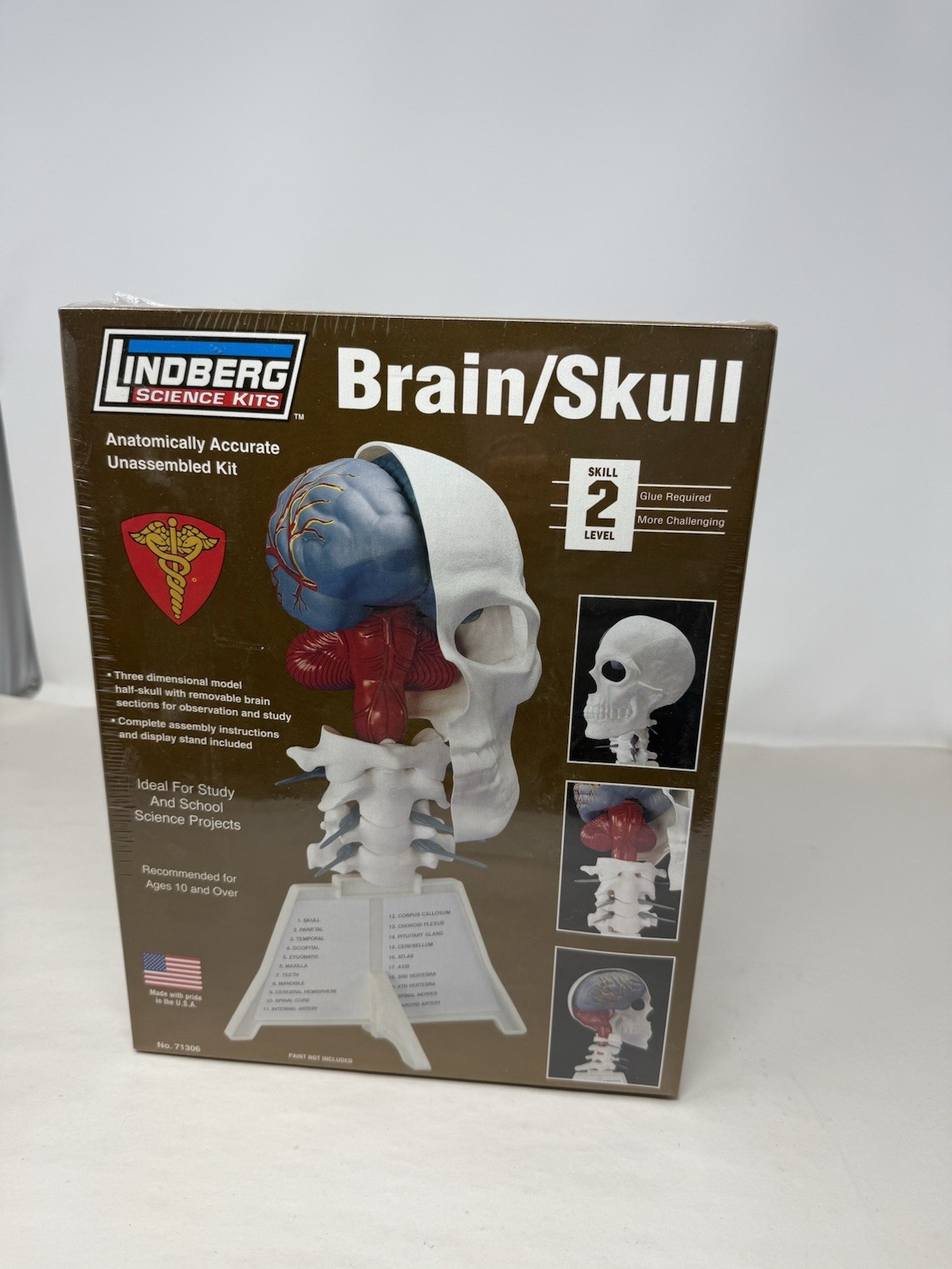Lindberg Brain and Skull Half