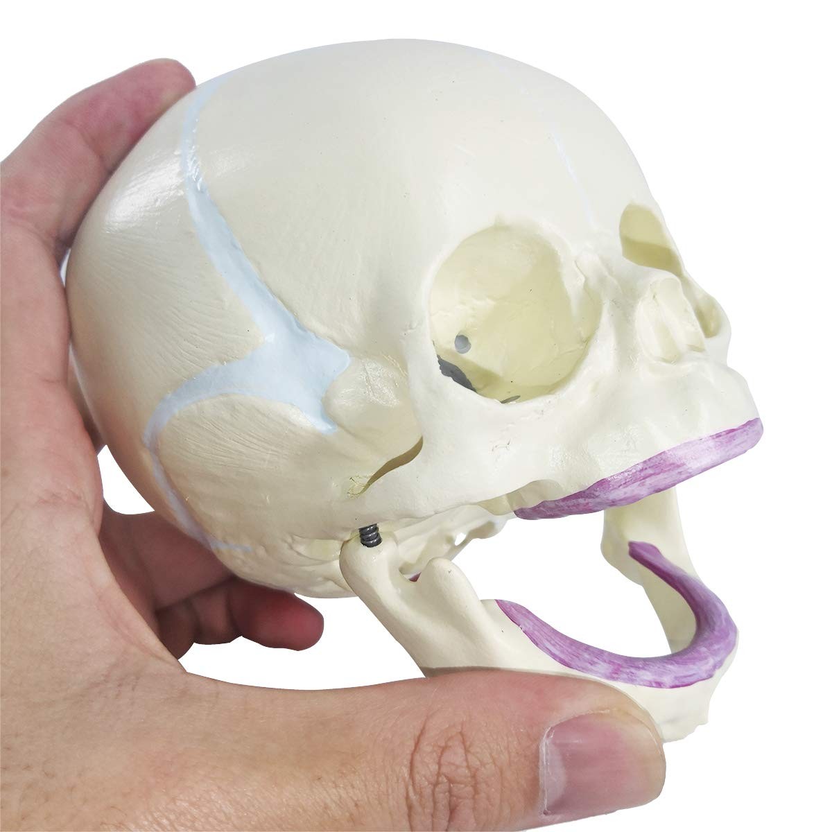 Human Infant Skull Model, Life Sized Fetus Anatomy Skull Model for Teaching L…