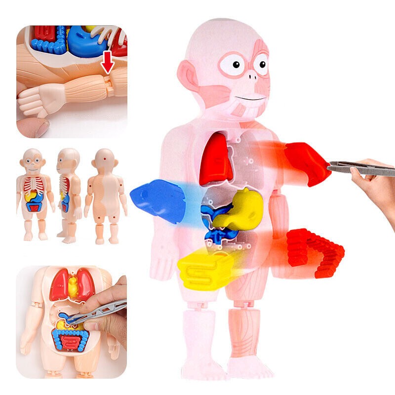 3D Puzzle Human Body Anatomy Model Learning Organ Assembled Toy Body Organ
