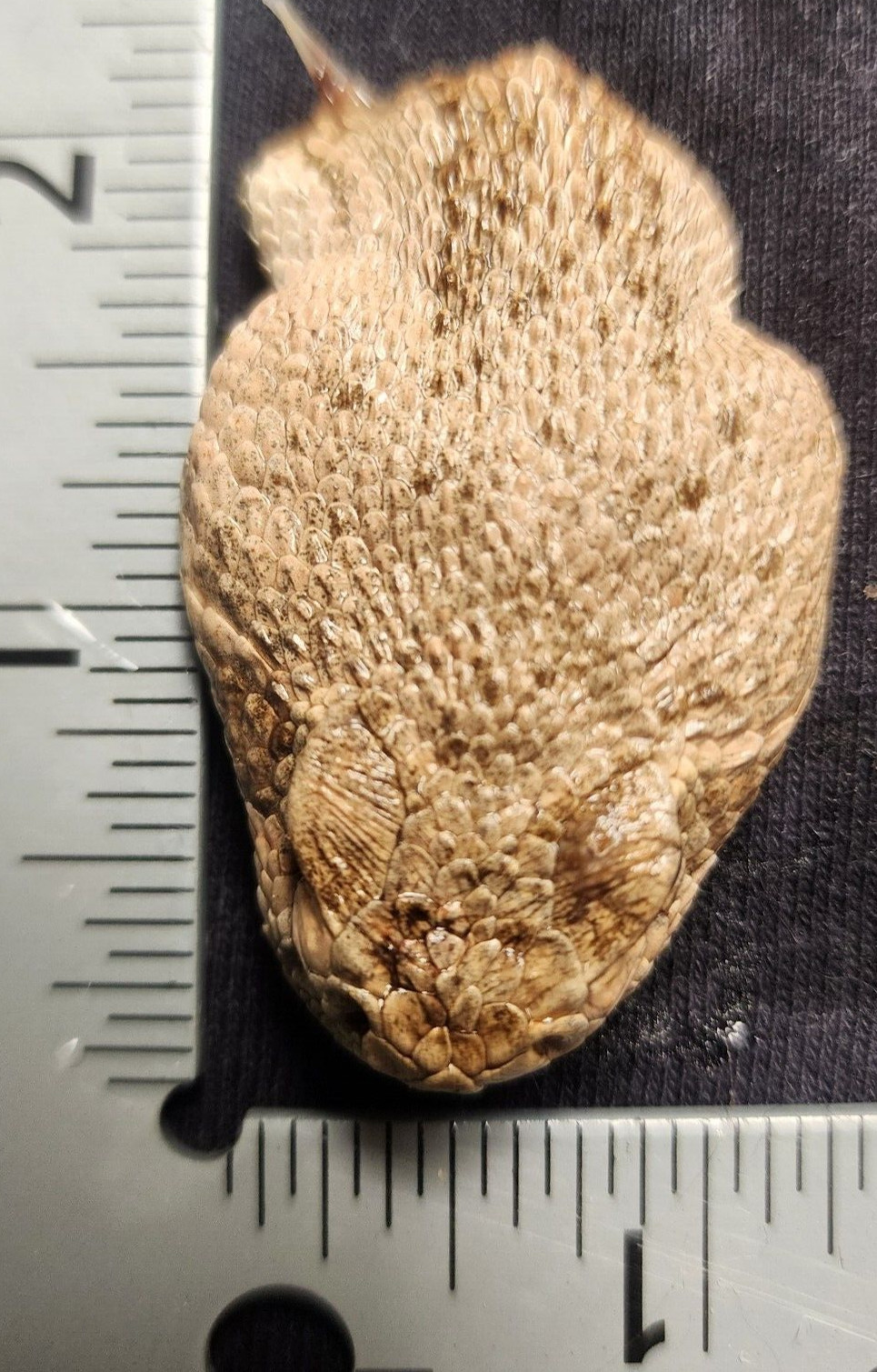 4 Puzzles!! Western Diamondback Rattlesnake Snake Skull FANGS SPECIMEN SK4B