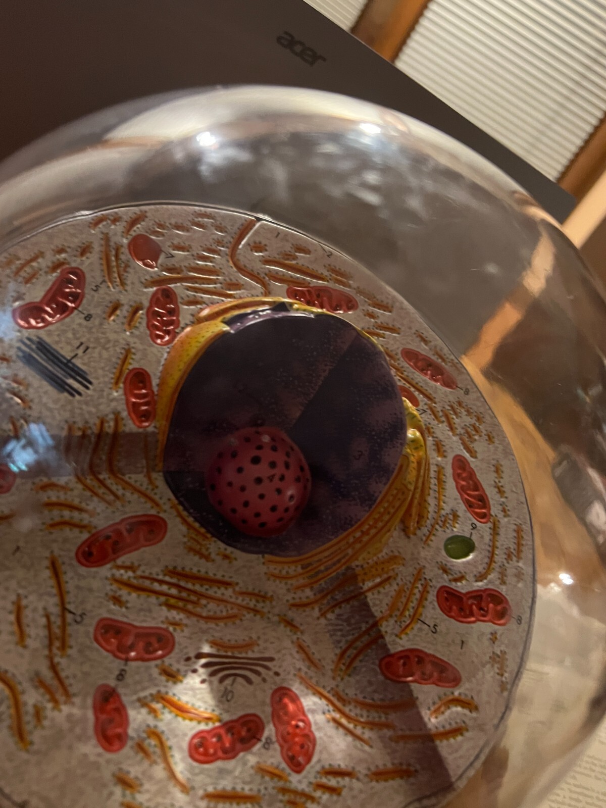 Hubbard Scientific 3-D Biological Cell Model Globe 1968
