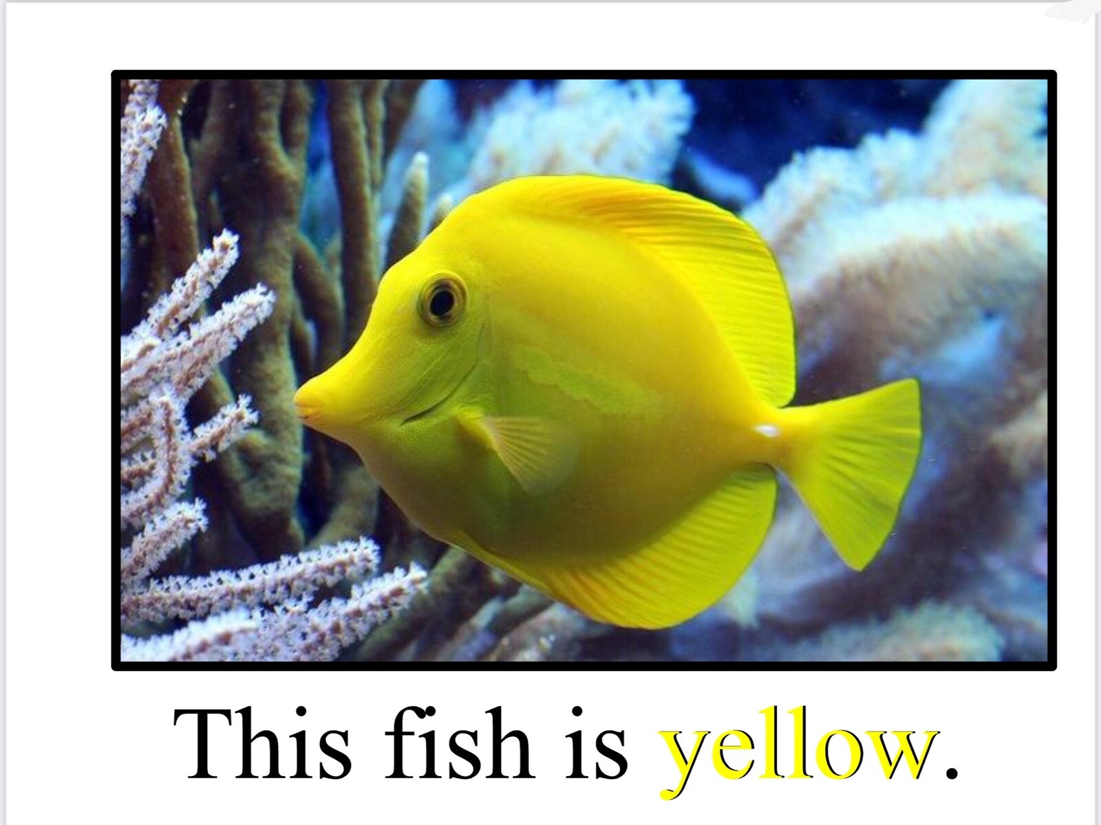 YELLOW | Bananas are Yellow | LEARNING COLORS | Spiral Bound Picture Book