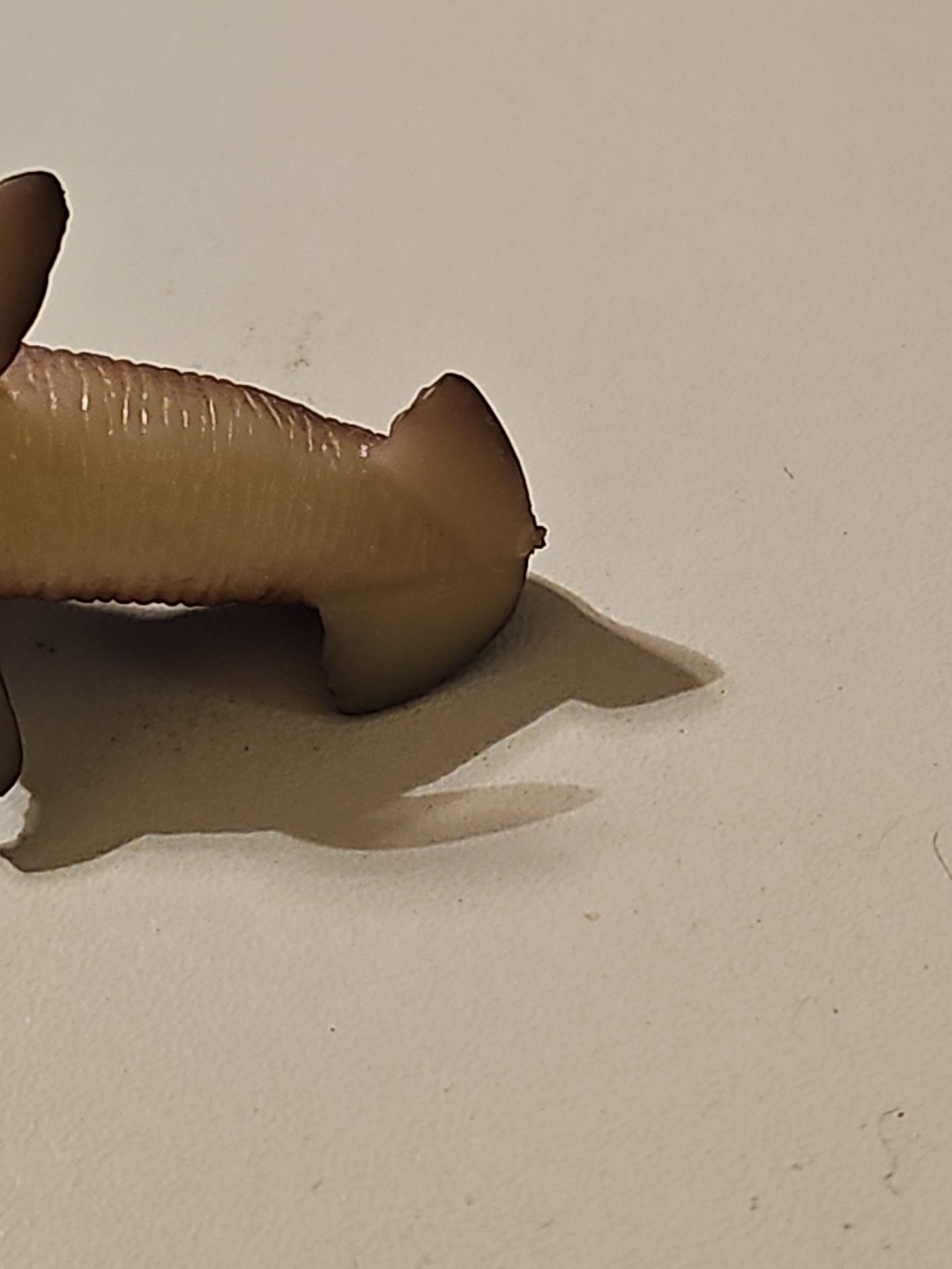 Unbranded Brown Sea Lion Plastic Toy Figure- 2.5 Inches Long, 1 Inch Tall