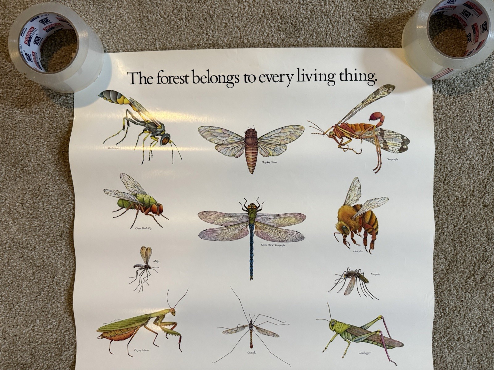 VTG The Forest Belongs To Every Living Thing Smokey The Bear Insects Poster Sign